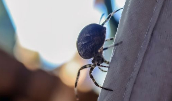 Dieses Hausmittel verhindert, dass Spinnen in deine Wohnung kommen